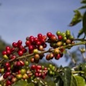CAFE MELANGE INTENSO