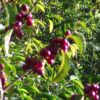 Café  MEXIQUE ALTURA CHOCAMAN – Image 3
