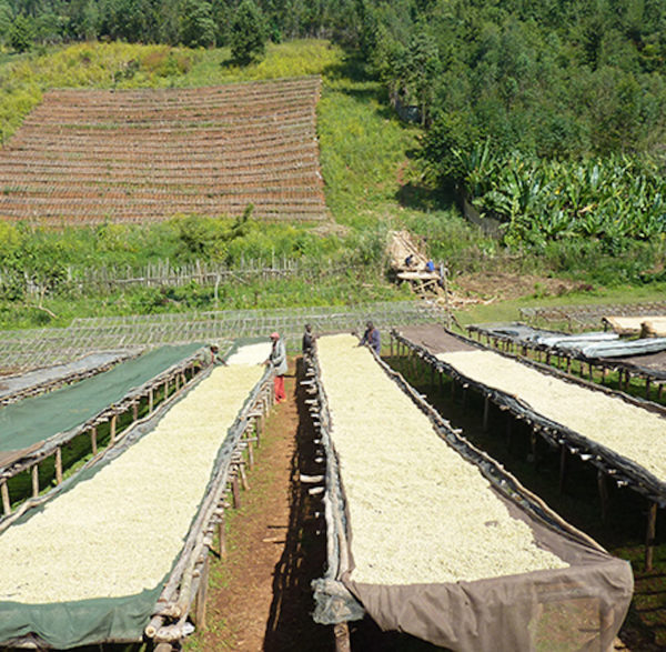 Café MOKA YRGACHEFFE – Image 4