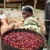 Café OUGANDA – Image 5