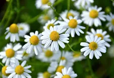 CAMOMILLE